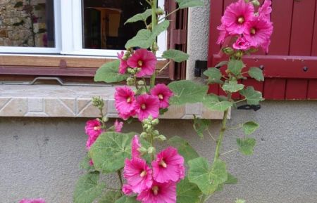 G&icirc;te n&deg;46G12897 Loupiac - Lot - Roses tr&eacute;mi&egrave;res devant la fen&ecirc;tre 